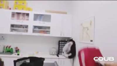 Parkour cat!