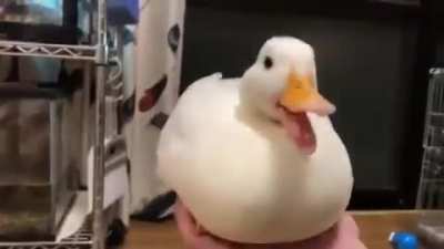 Cute duck sings you a song.