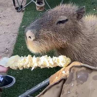 took a video of Wesley eating corn