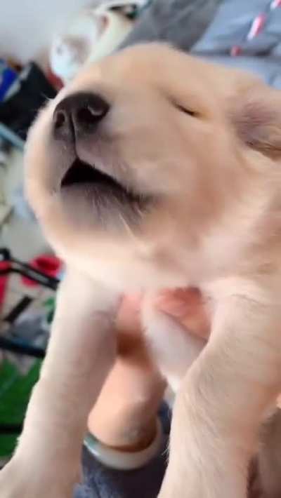 How to train your Pupper
