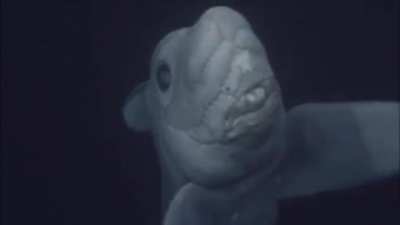 Deep-Sea Ghost Shark filmed alive for first time