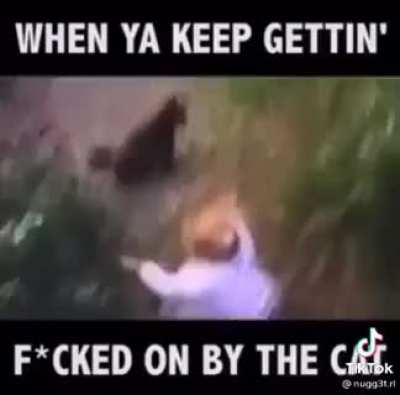 The Cat