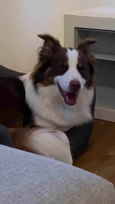I think my dog just remembered an important appointment he totally forgot about 😂