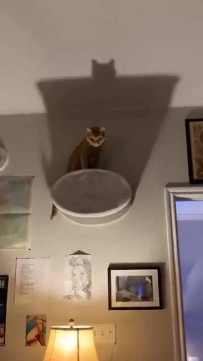The catmare
