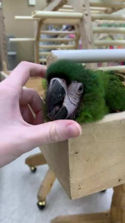 Met this cutie at my local bird store. It took everything in me not to buy him.