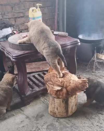 Rooster dog dinner