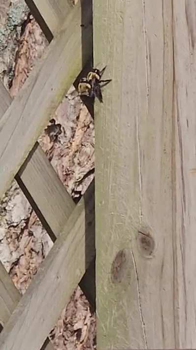 It's all about the birds and the bees!