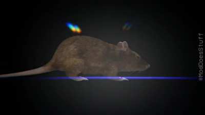 Amazing high-quality spinning rat