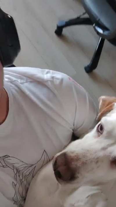 My dog is dead