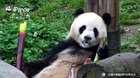 A panda a day keeps the sorrow away
