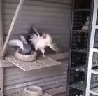 Rooster gets bodied by a pigeon.