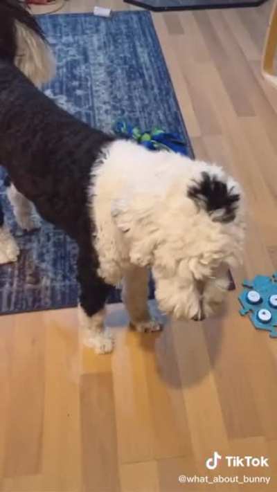 This dog has learned to communicate with humans using buttons.