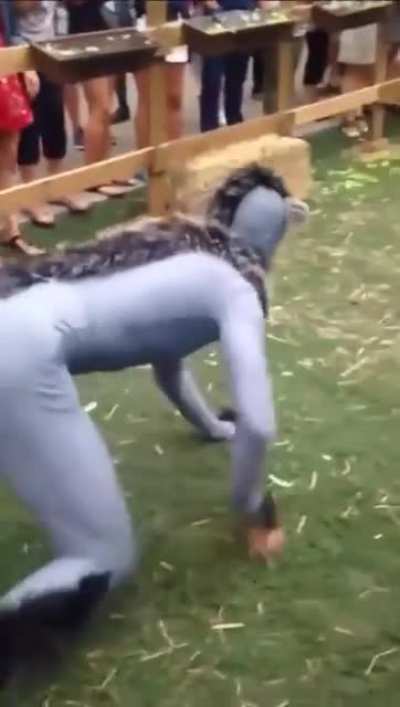 Yo wtf is this sheep vs wolf