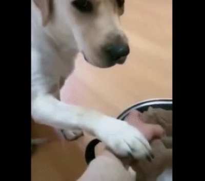 Making a puppy snack