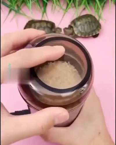 🐢