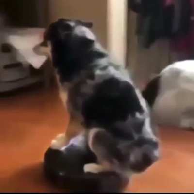 my dog