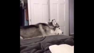 Husky screaming
