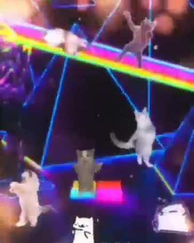 El gato XD