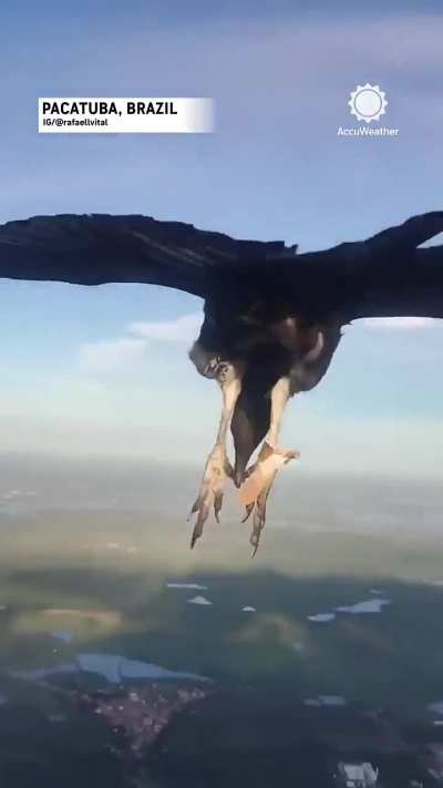 Vulture lands on Paraglider over Brazil