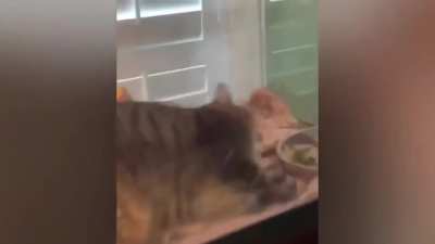 lizard dies inside