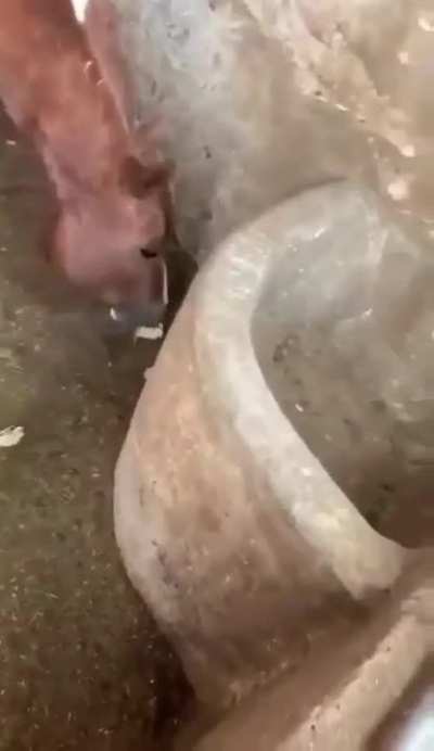 .d