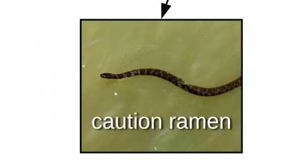 Sneks