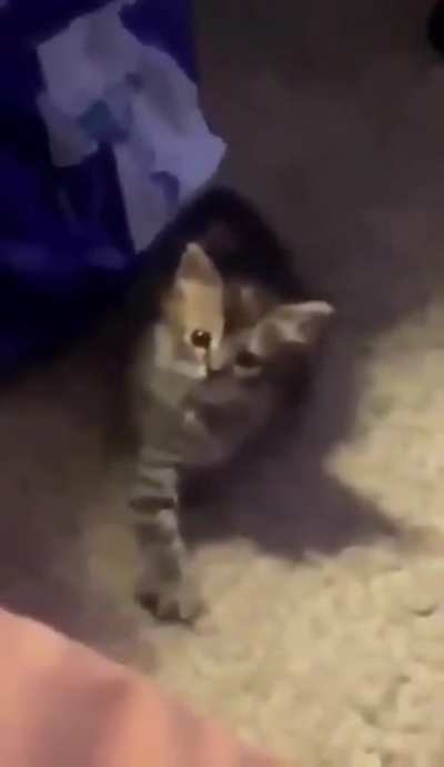 come here hooman