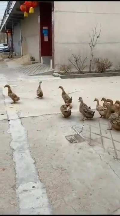 Gathering the troops door to door