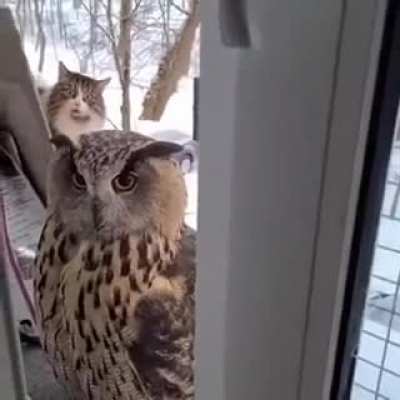 Cat's face is just hilarious