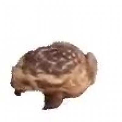 Behold