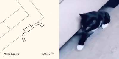 Kitty going from liquid to solid. Drawing by @dailypurrr