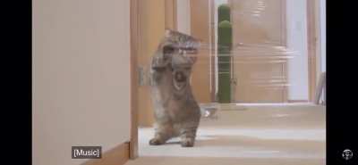 Can’t spell “scratch” without C A T
