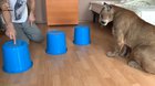 coUGaR fUcKInG aNNihiLaTEs aN inNoCEnt leOParD