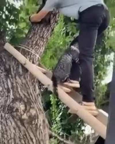 Rescuing a cat from a tree.