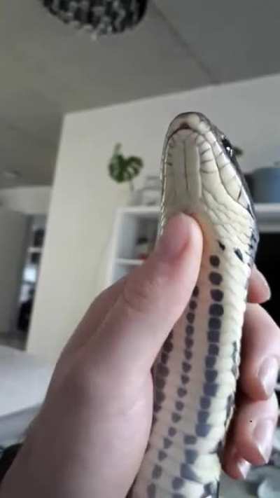 Tanuki the false water cobra enjoying a chinrub!