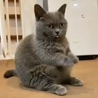 The cat is broken