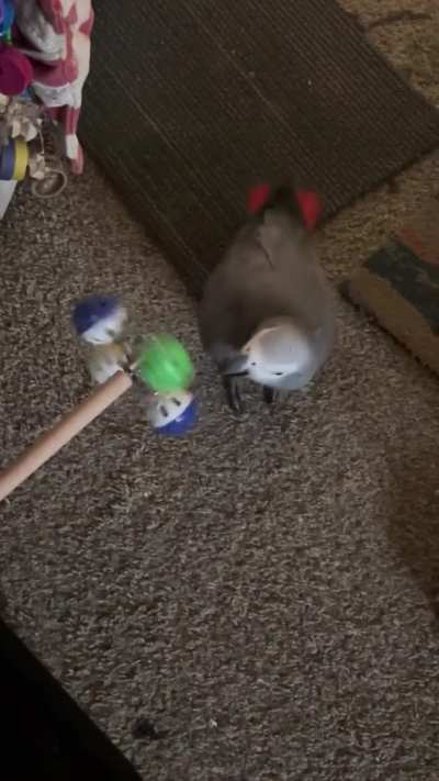 What are some other toys you’d recommend for a picky senior bird?