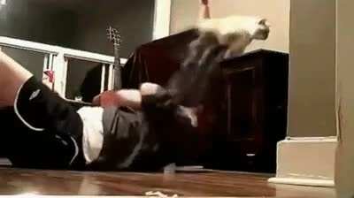 Cat fitness trainer. It seems that the trainer is not happy with the way the guy is pushing his abs.