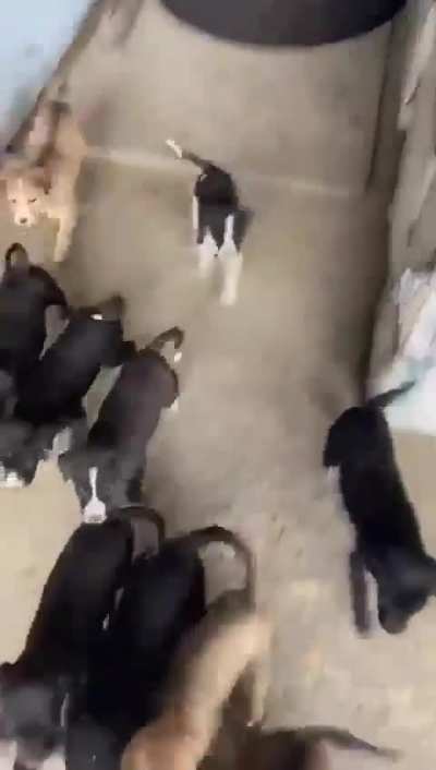 Puppers attack!!
