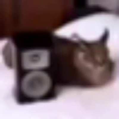 Moldy cat