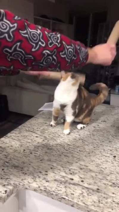 Theory of cats with rhythm