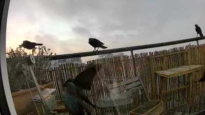 Every morning at sunrise :)