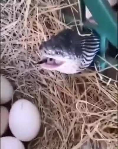 Snake trying to get a meal