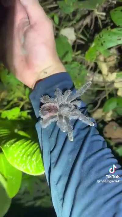 Just nope