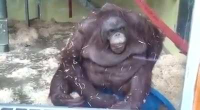 🦧Orangutan🦧