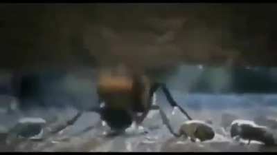 Get clapped on by bees