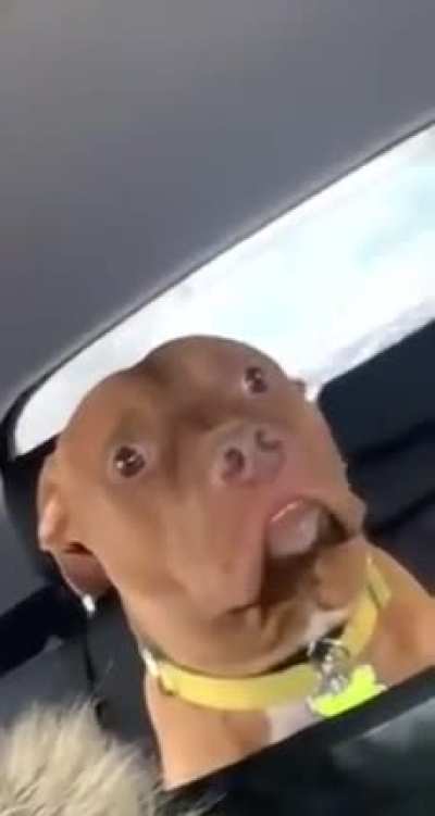 Dog realizes he is at the vet and not the park.