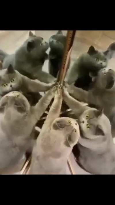 Cat council