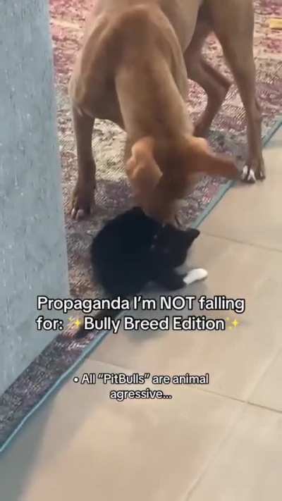I love pitties