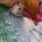 Wait for it...